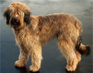 briard.png