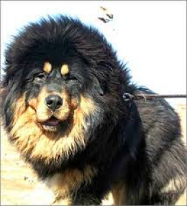 tibetsky-mastif.png