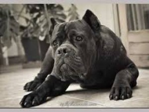 cane-corso.jpg