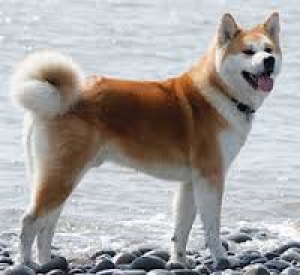 akita-inu.png