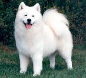 samojed.jpg