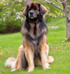 leonberger.png